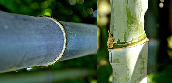 14-09-bamboo3